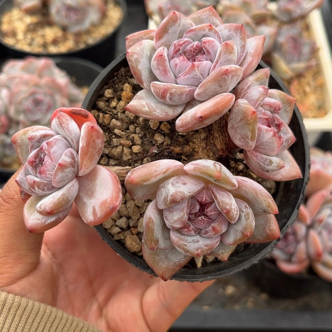 4头福利哈哈哈哈哈哈