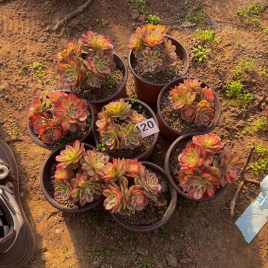 大***闲荔枝迷你8棵3号棚120