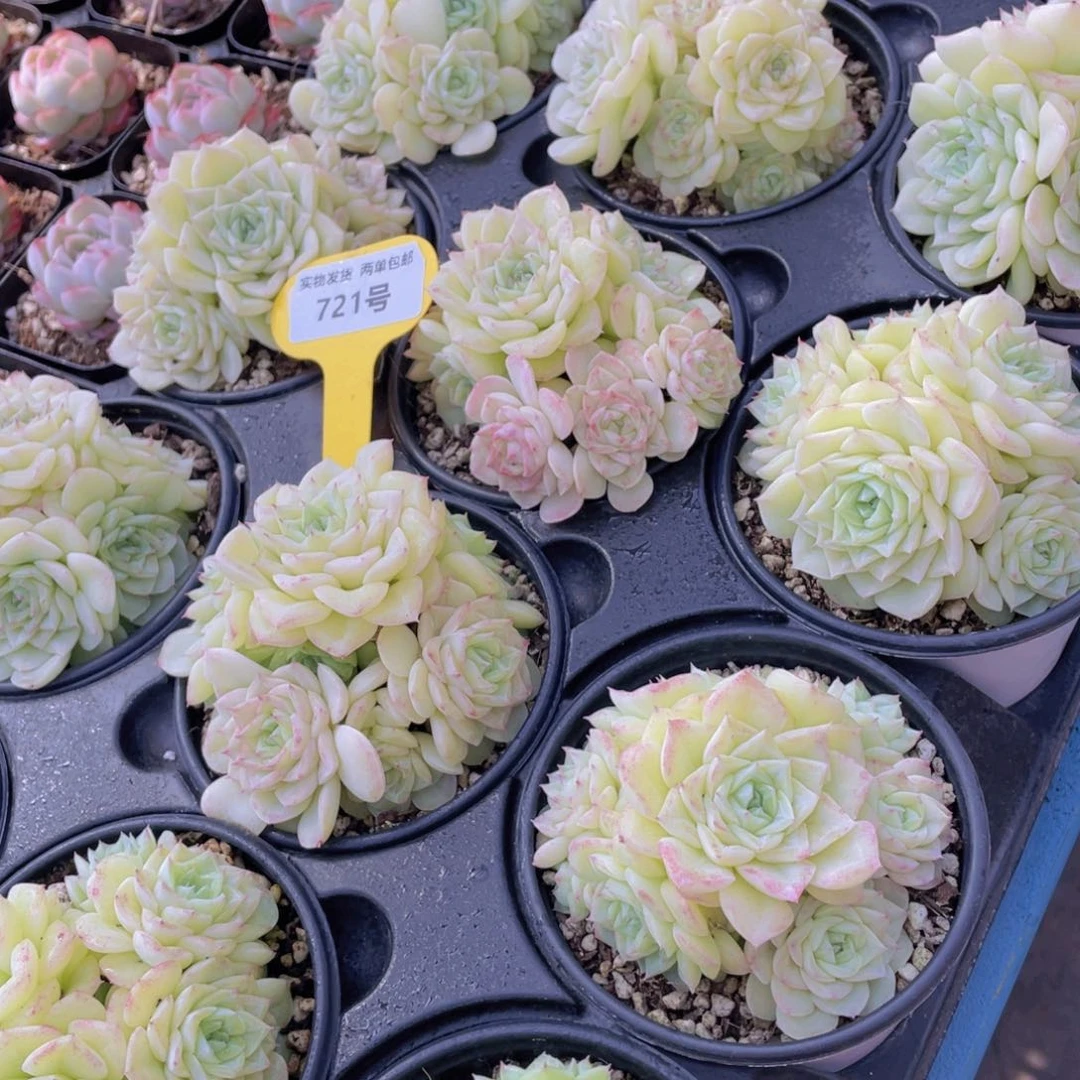 721号珍妮果冻白天鹅麦秆群生五头起一个