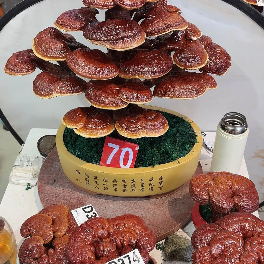 无花朵灵芝888888888888888