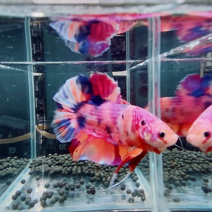 斗鱼黑223号巨斗将军