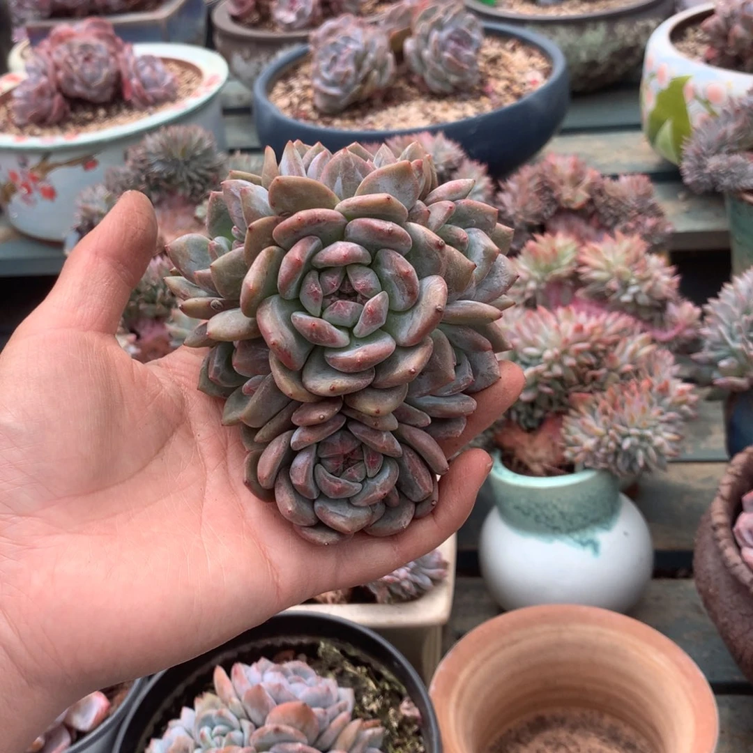 无花朵无砍哈哈哈哈哈哈哈哈哈哈63