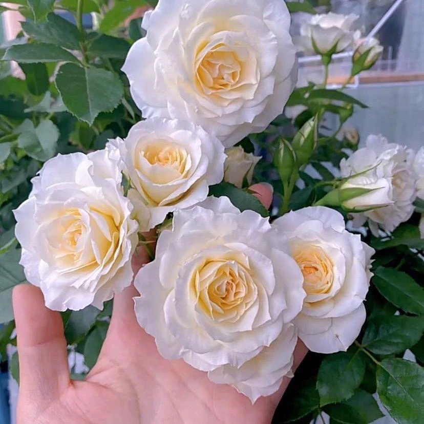 新品冰激凌冰淇淋阳台月季花苗大花微月海神王芽变