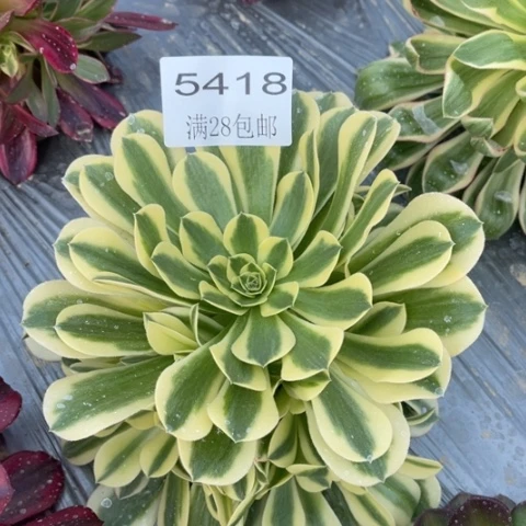 绿豆沙多肉多肉5418