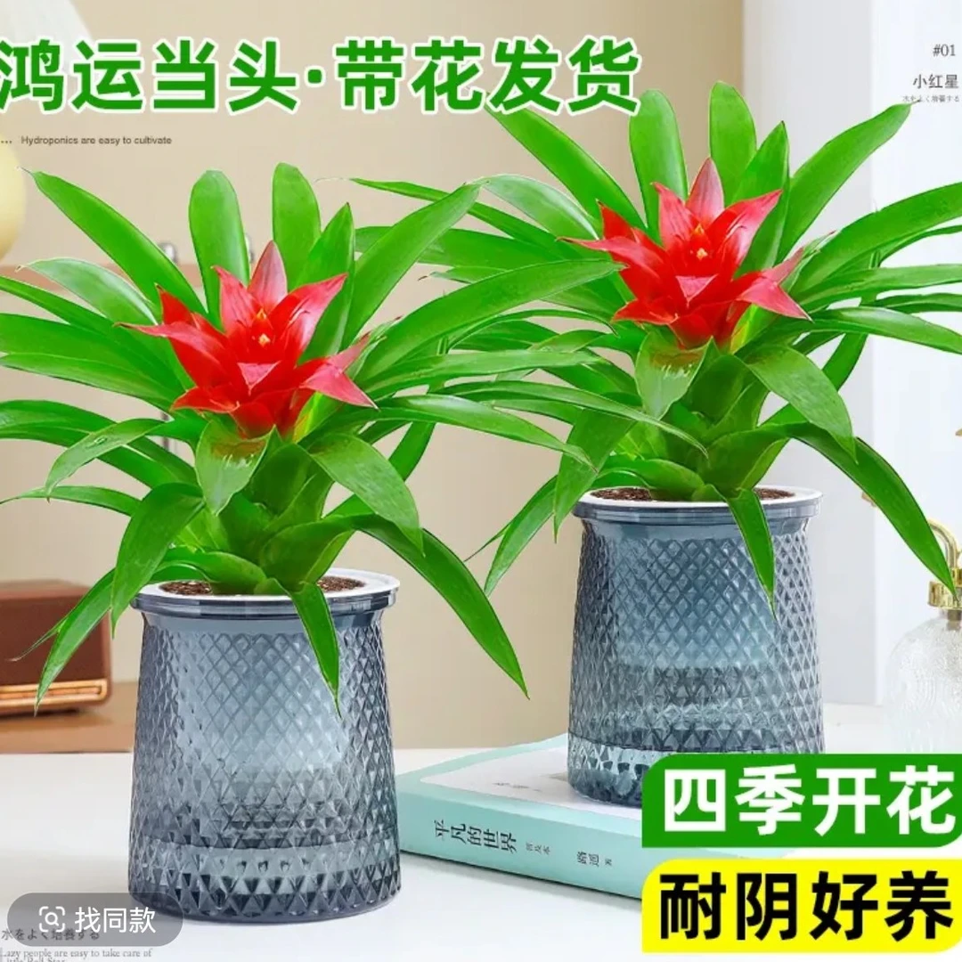 【鸿运当头】小红星盆栽室内客厅办公室家用净化空气