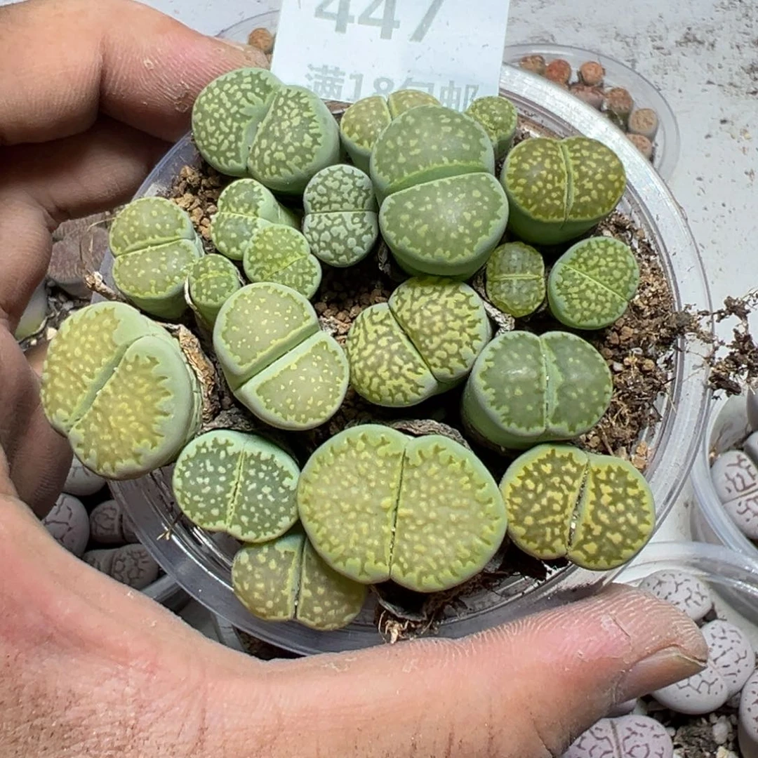 【闪购商品】 447.