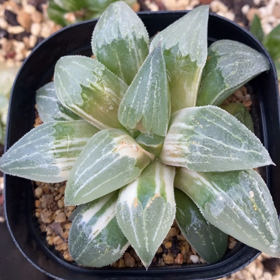 一颗实生磨面寿锦