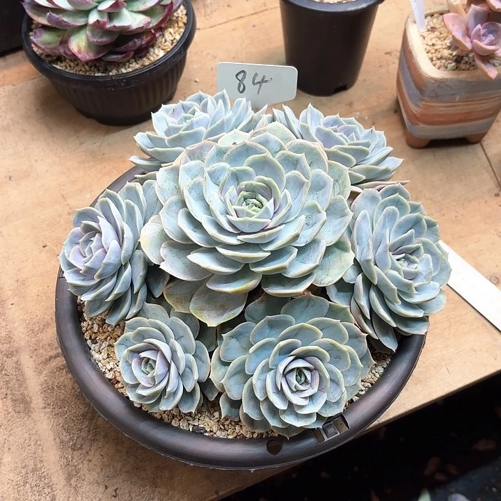 多肉植物，蓝色惊喜84号