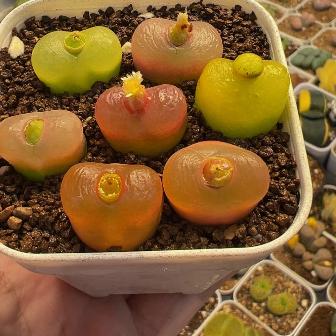 福利组合多肉植物盆栽植物