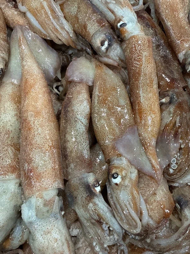 大连发货   鱿鱼 速冻发货