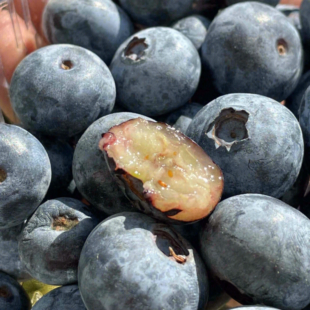 纯甜云南蓝莓，福利2盒30元云南省