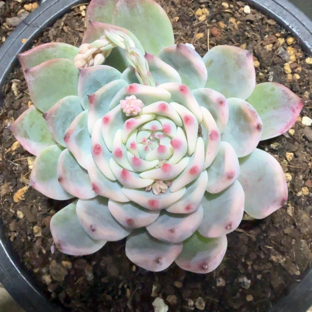 吉娃娃锦  锦上园艺一物一拍