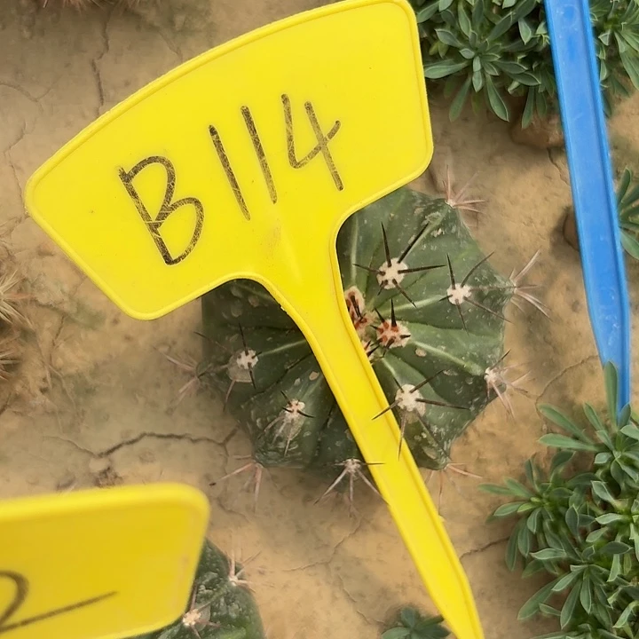 峰*风B114,层云一颗