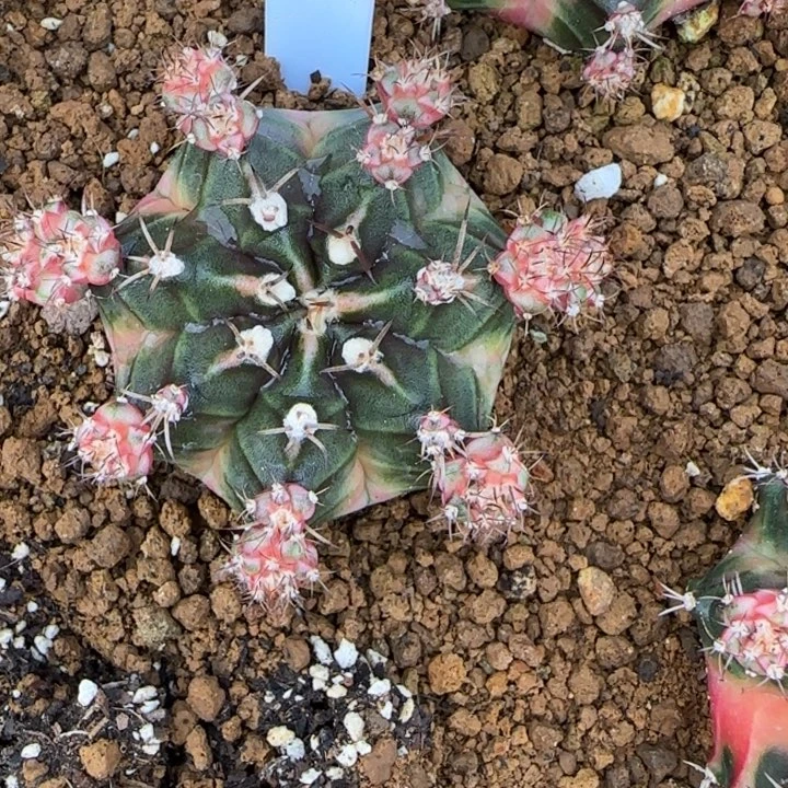 110-0117泡泡糖泰国发货多肉