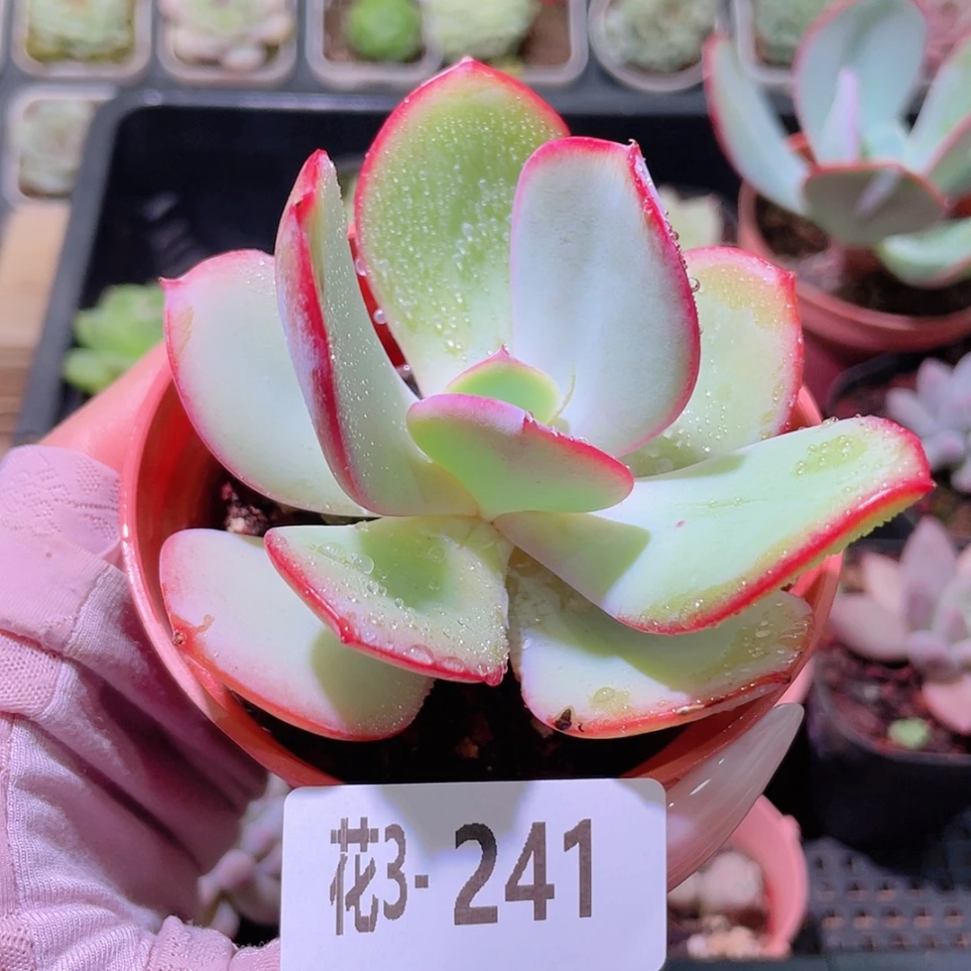 花利美3-241白眉单头