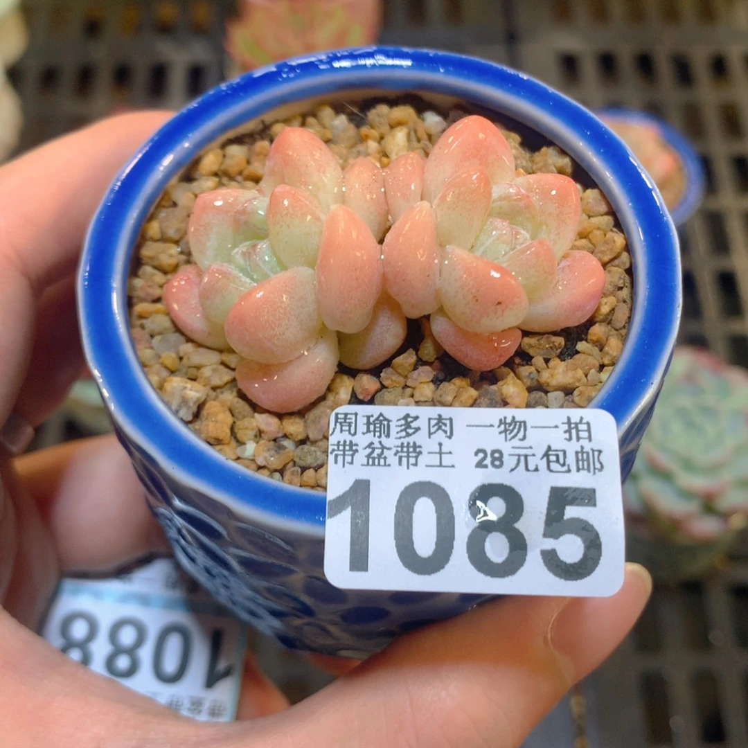 5厘米盆精控多肉1085