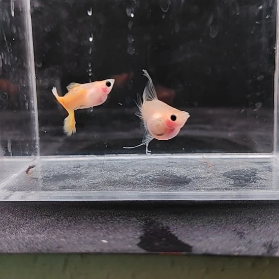 孔雀鱼编号25黄金C