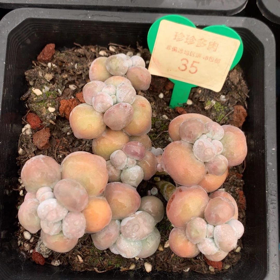 烟美人老桩无砍35