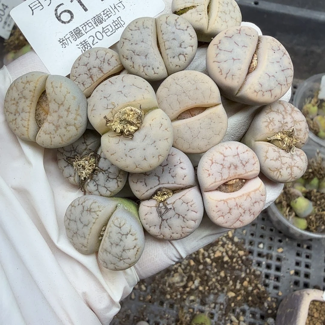 你说吧别在打电话啦不611是