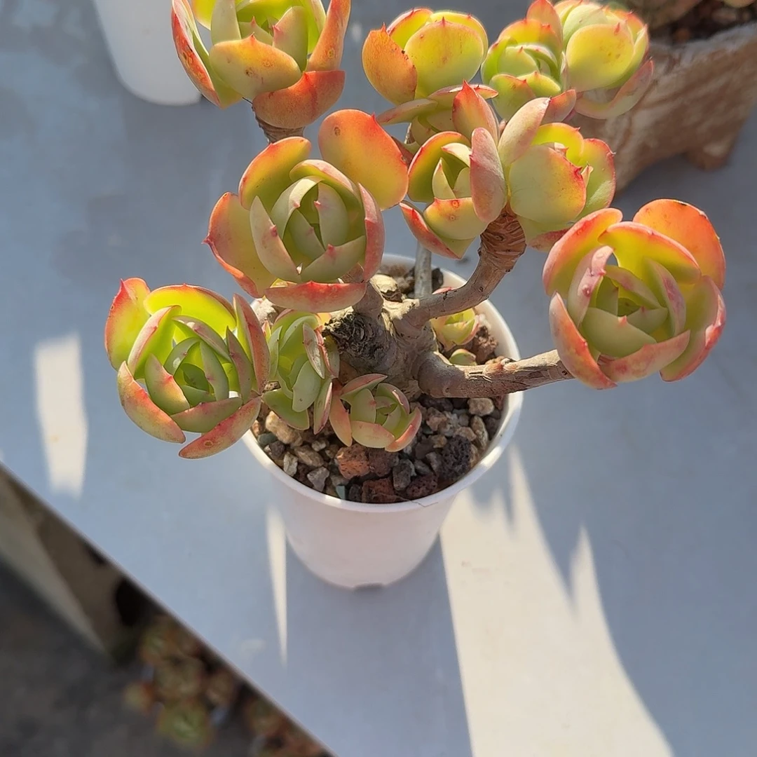 晓****鸡蛋碧桃多肉植物一颗