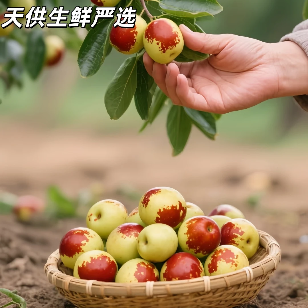 【树裂枣】黄骅聚馆冬枣现摘现发新鲜采摘包邮甜脆多汁