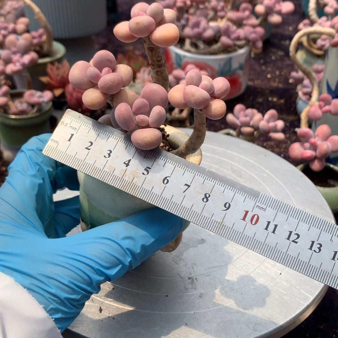 32号带盆偏远地区不包邮的