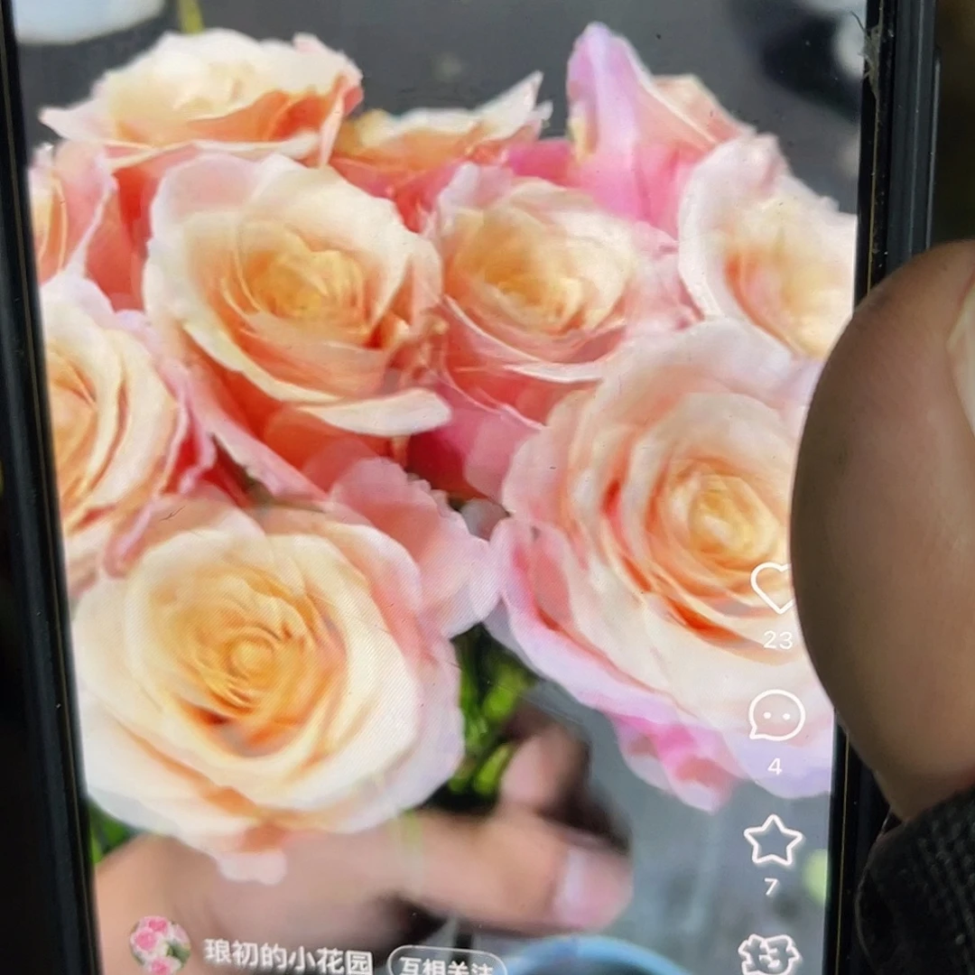 无花朵——尼罗河 福利款