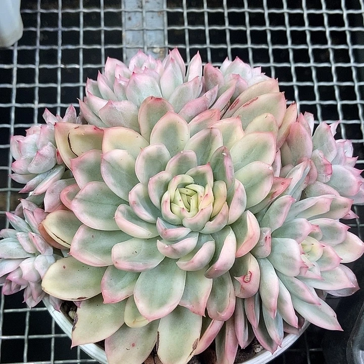 寒酥锦大群多肉植物