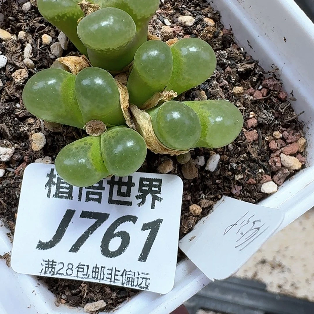 多肉植物的润泽额f f