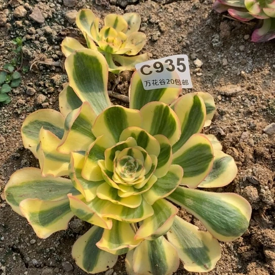 935王妃多肉植物