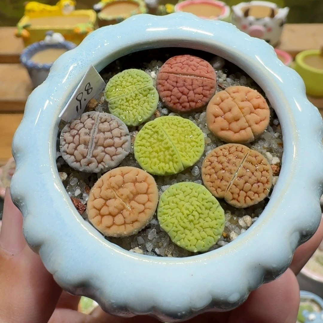 蘑菇1180富贵彩拼多肉植物