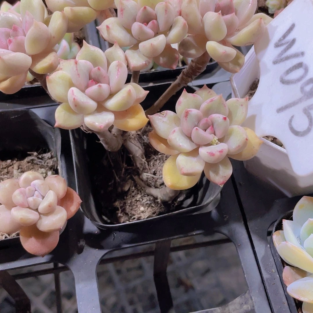 蒲**飞油漆桶w095一物一拍