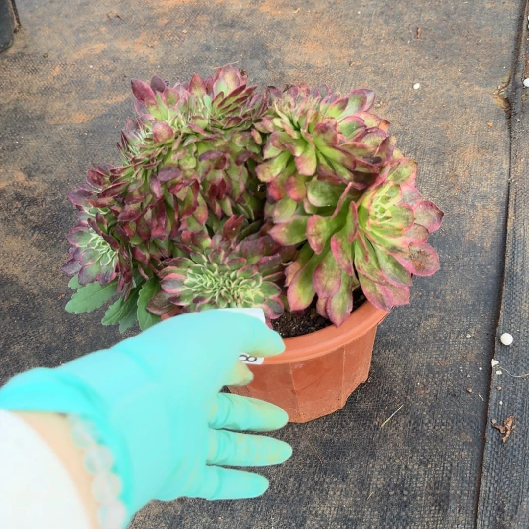 288海王福利缀化多肉植物满28包邮