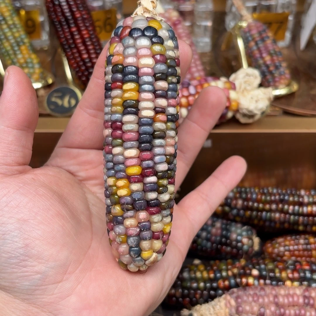 柏香籽/百香籽吊坠醒**光