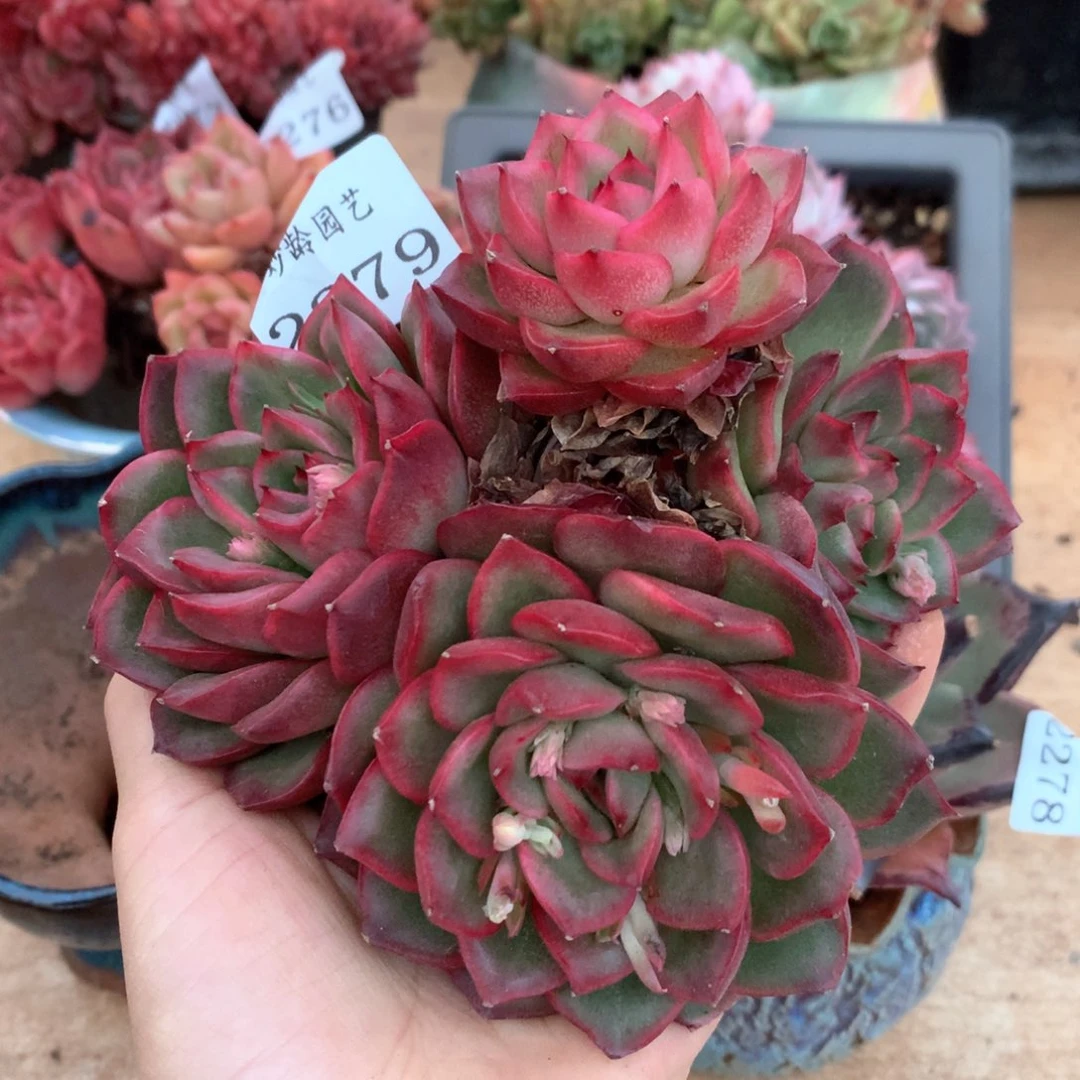 张*然2579杂交多肉植物