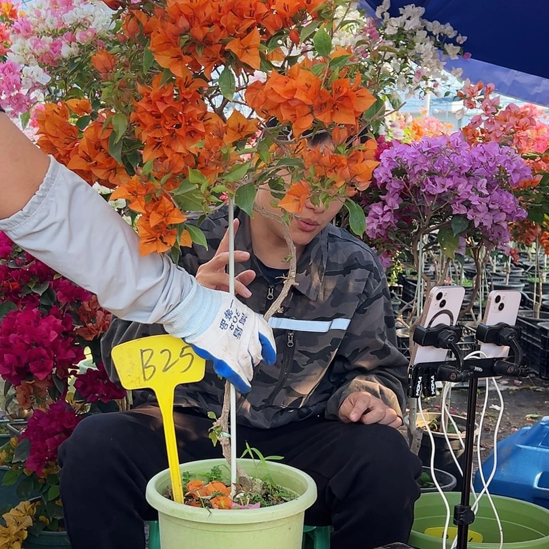 我***叮大部分花苞少量开放B25橙桑巴