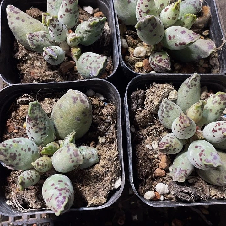 海豹3.8带盆土发