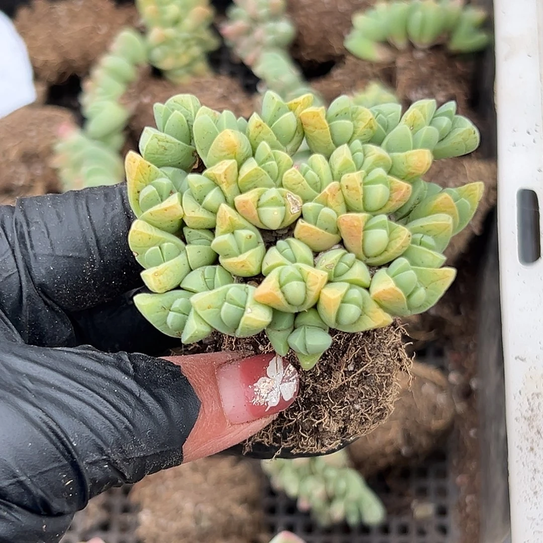 多肉植物秋琴玉群