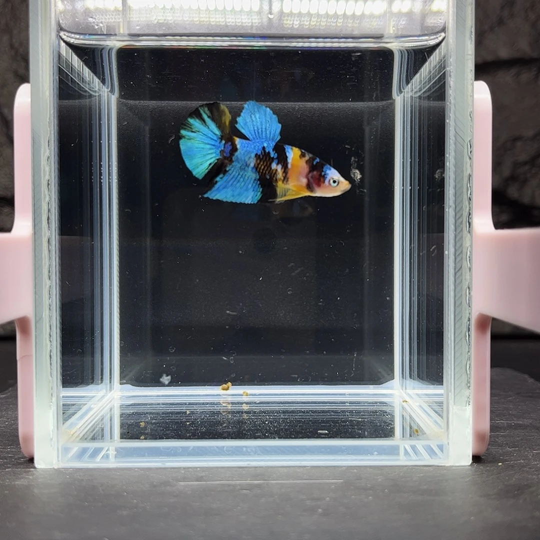 海水鱼宙斯斗鱼竞拍12-03