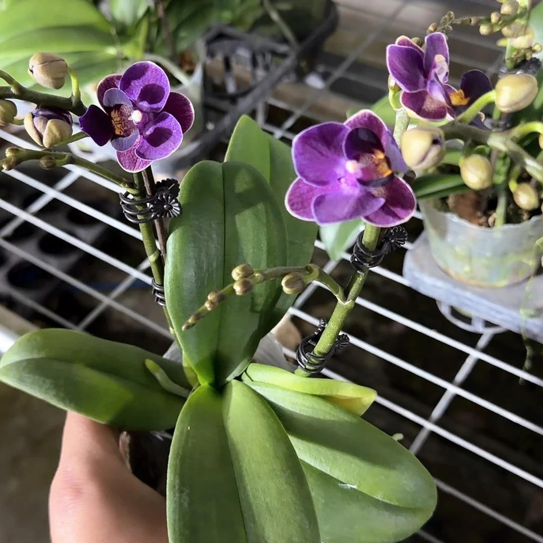 无花朵双梗蓝色花语