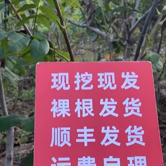 荣***记吊坠文玩核桃文山三棱