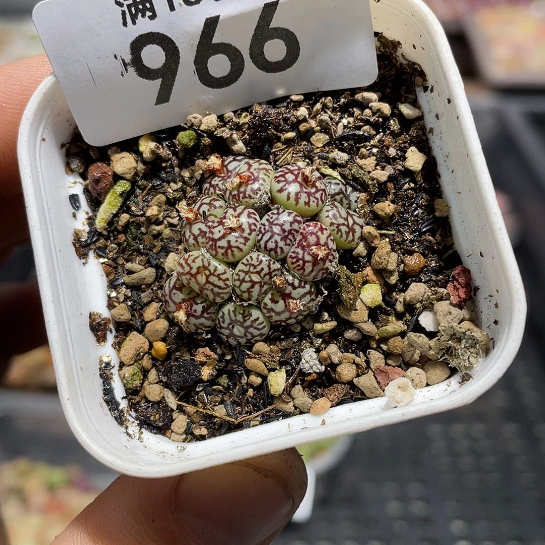 966当天凑满十八元包邮生石花