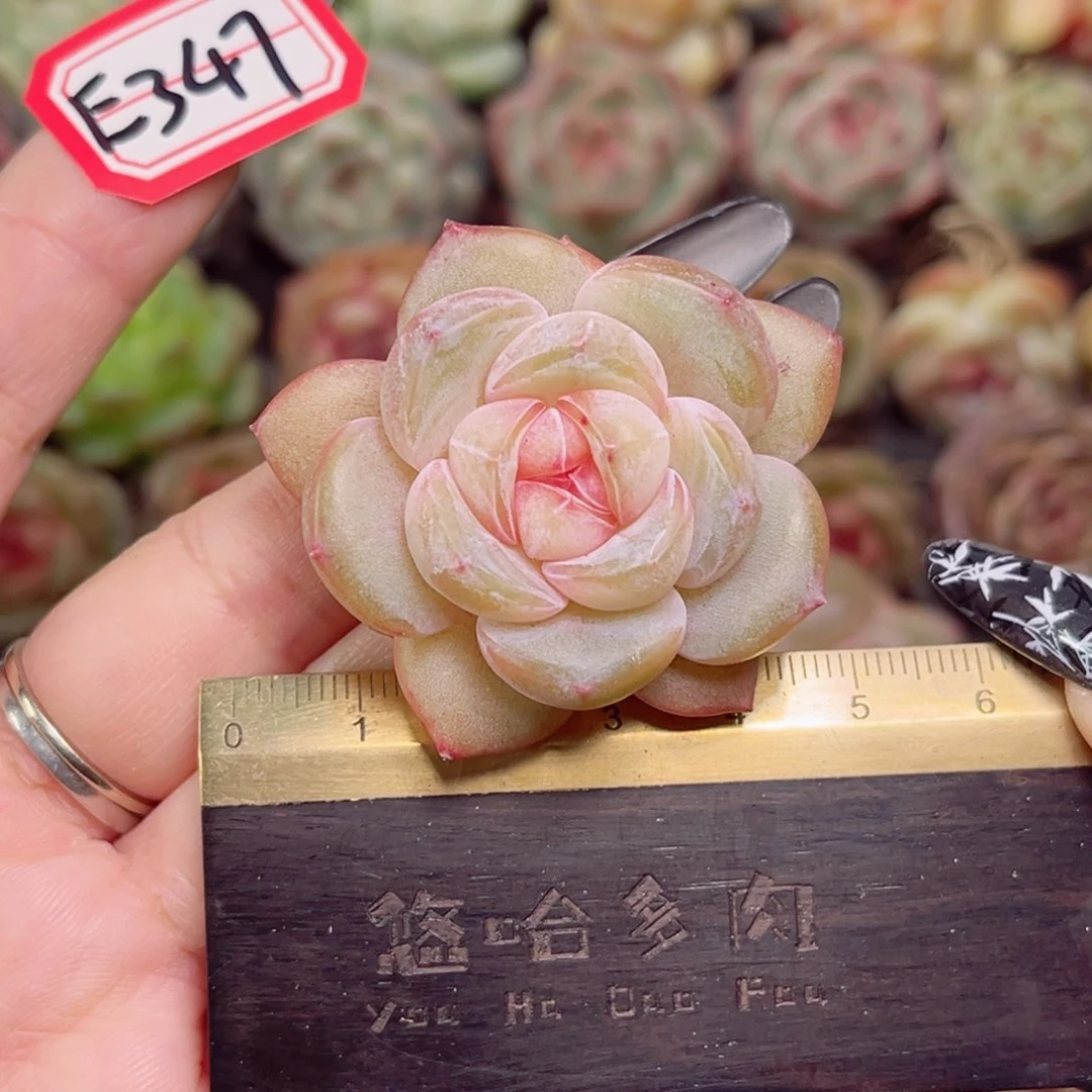 透*子E347一物一拍 润舒