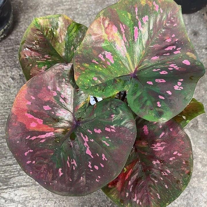 两***地70-0930英菲尼迪泰国发