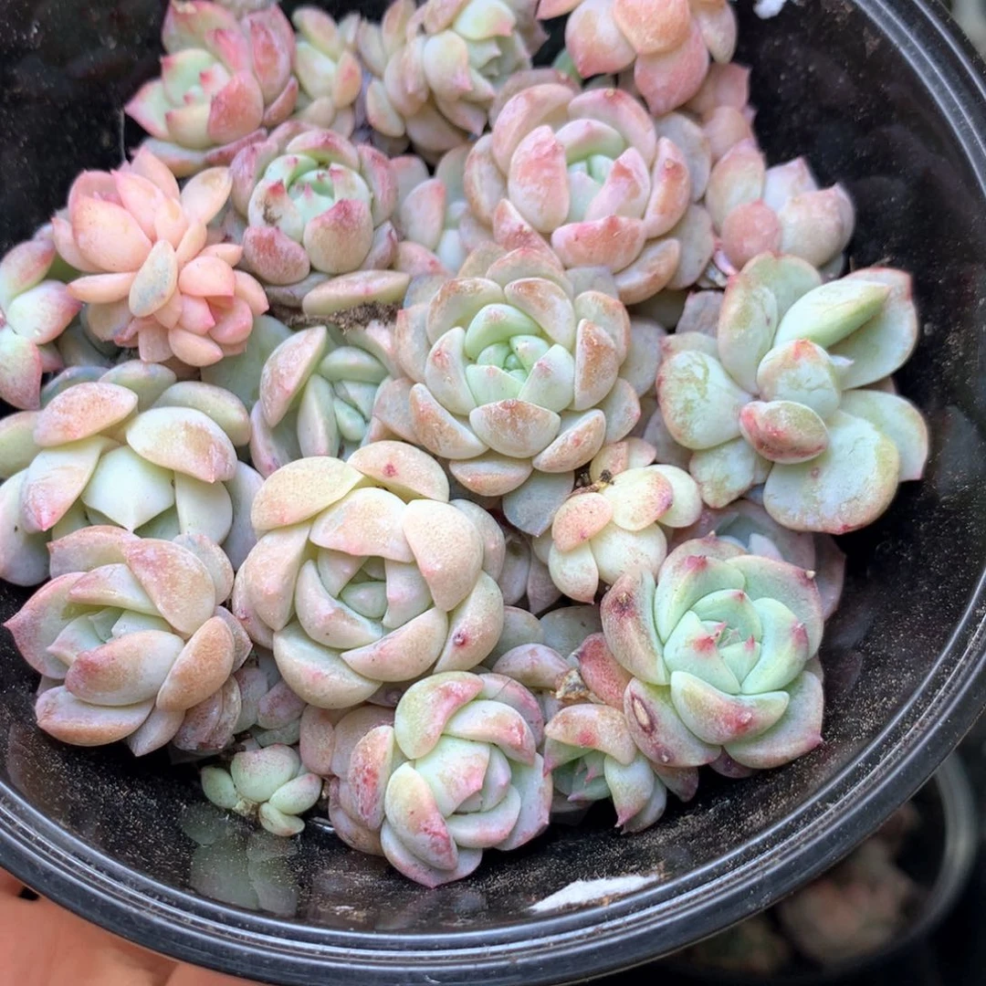 T22 珍妮糖心巫拉拉混合组合