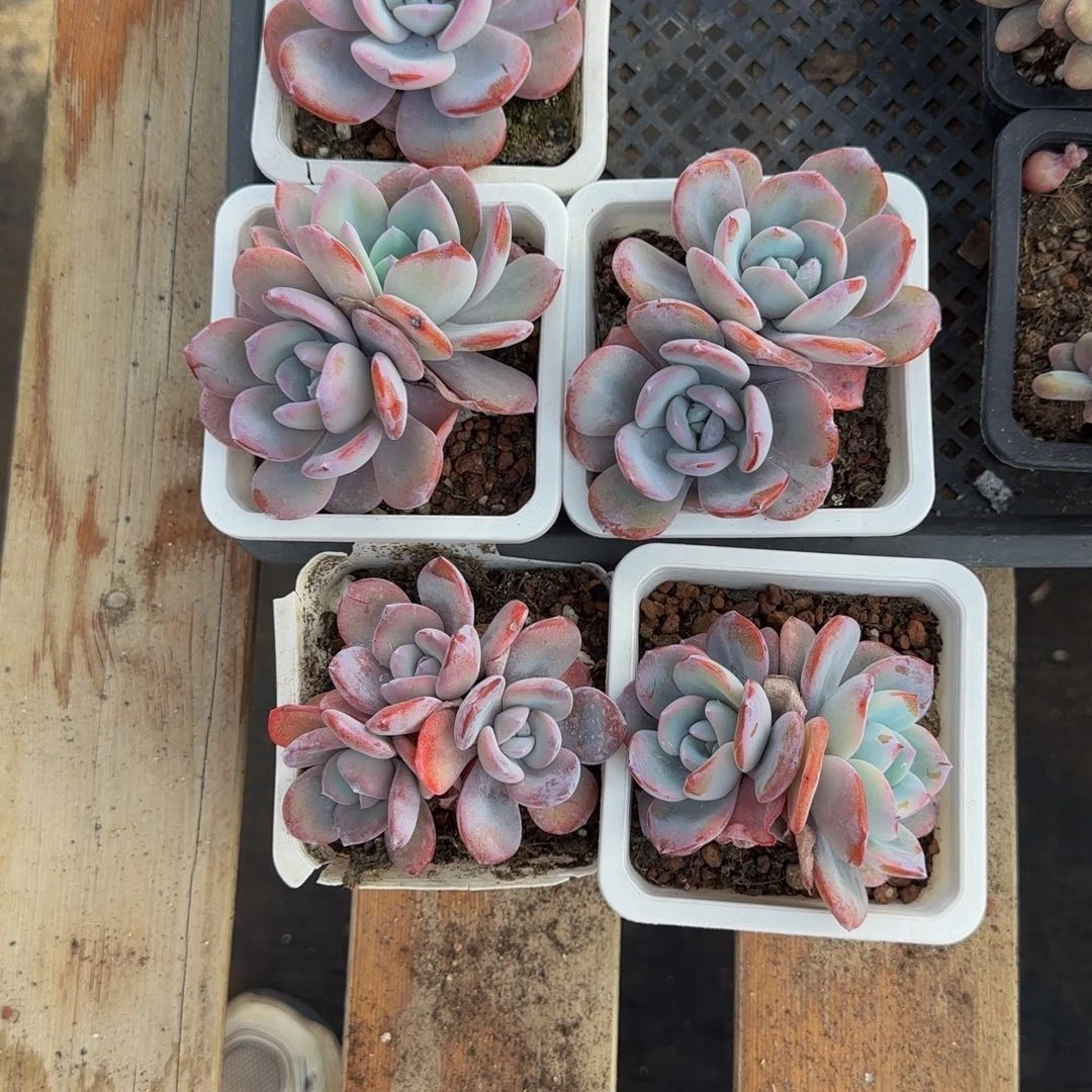 李***。木子圆叶大奶茶特价福利