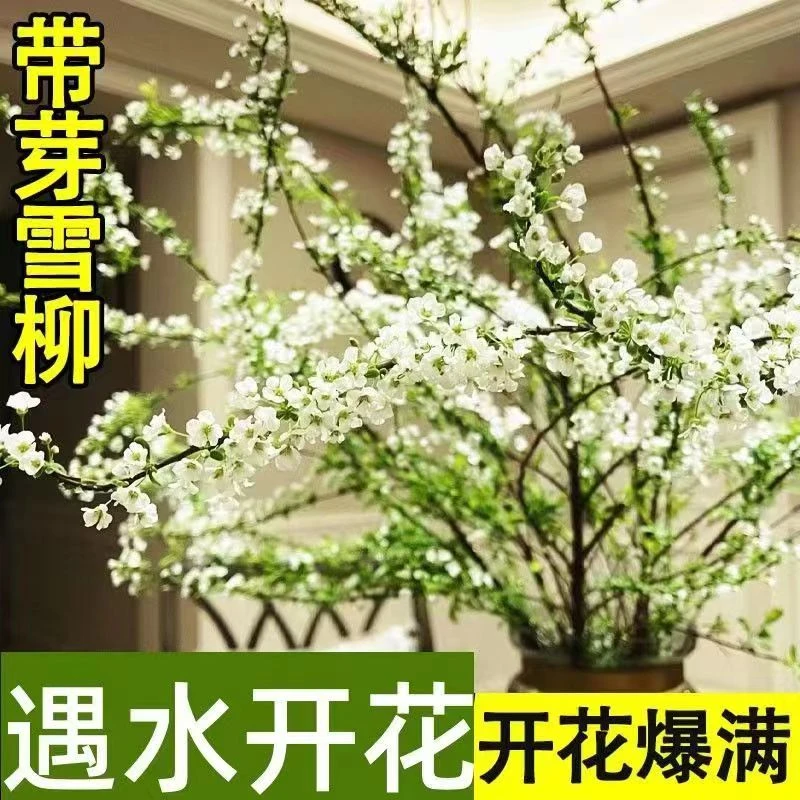 雪柳鲜枝水培干枝支珍珠李绿植物室内鲜花水养开花卉龙柳盆栽插花