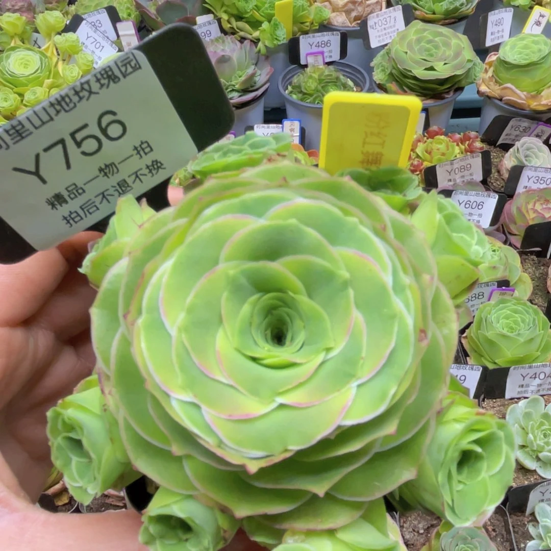 粉红舞鞋多肉756一物一拍