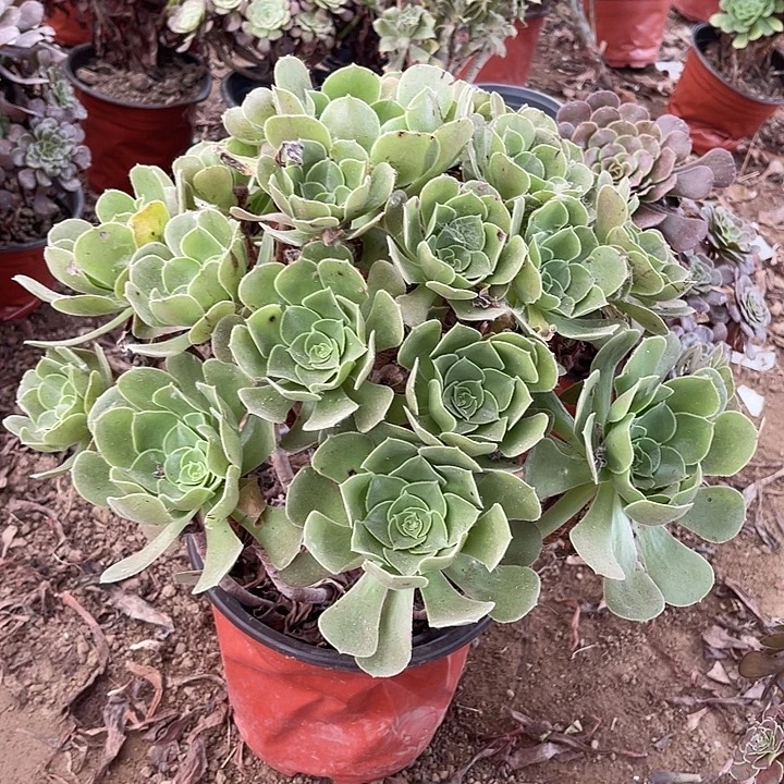 柠檬玫瑰玫瑰玫瑰玫瑰