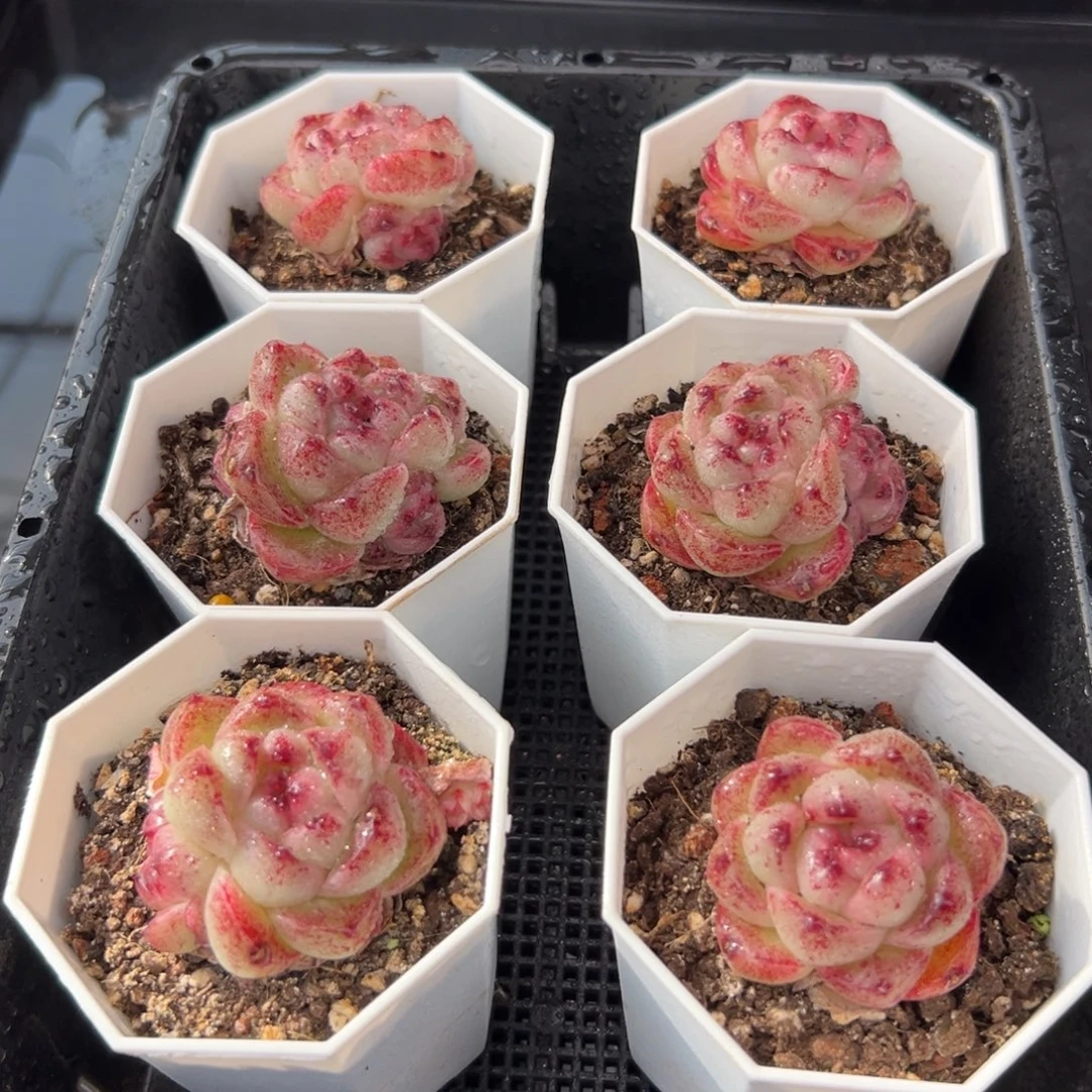 从前慢花园多肉编号1220-晴空珍妮